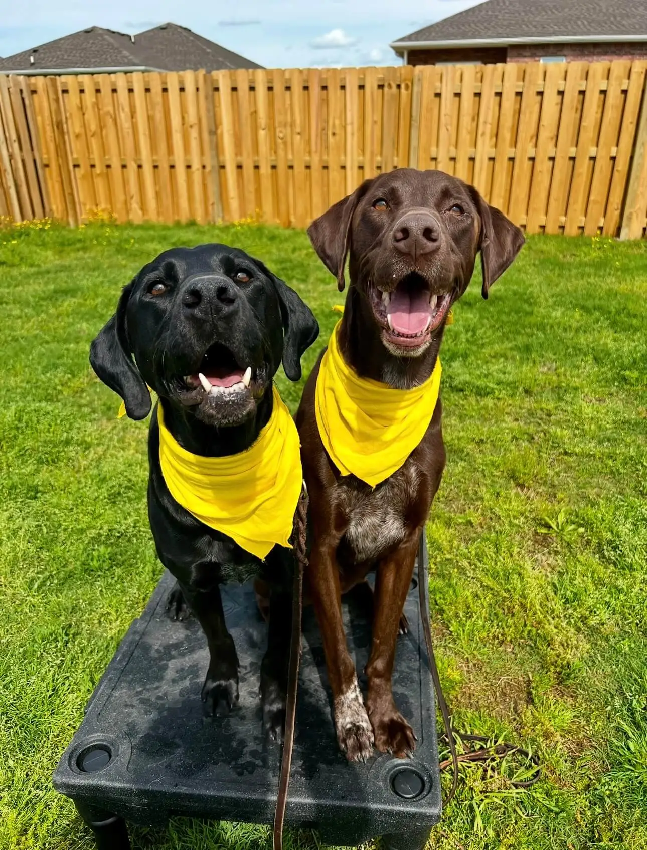Two Tip Top K9 NW Arkansas client dogs in yellow bandanas holding a sit on a place board