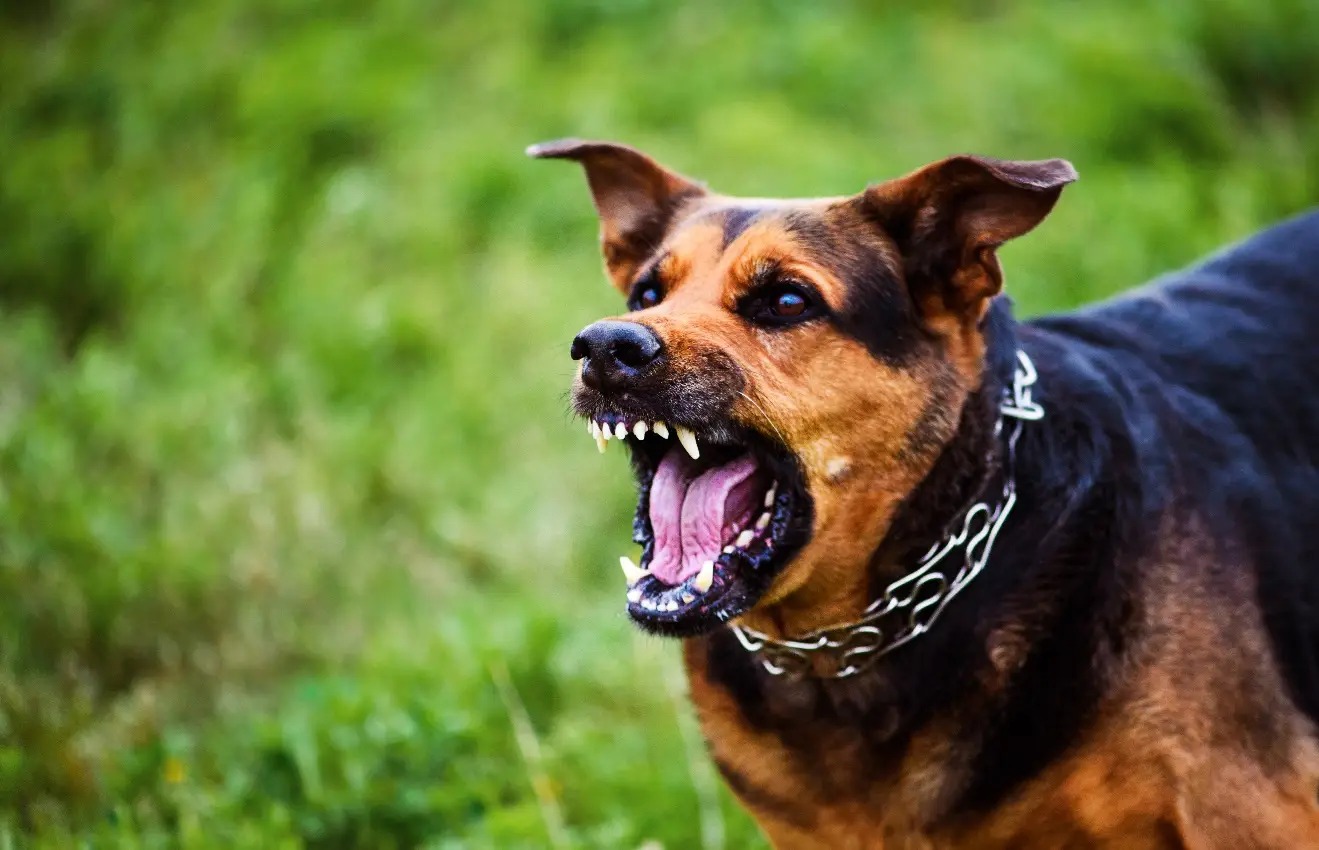Reactive dog growling and barking — the behavior Tip Top K9 helps owners resolve