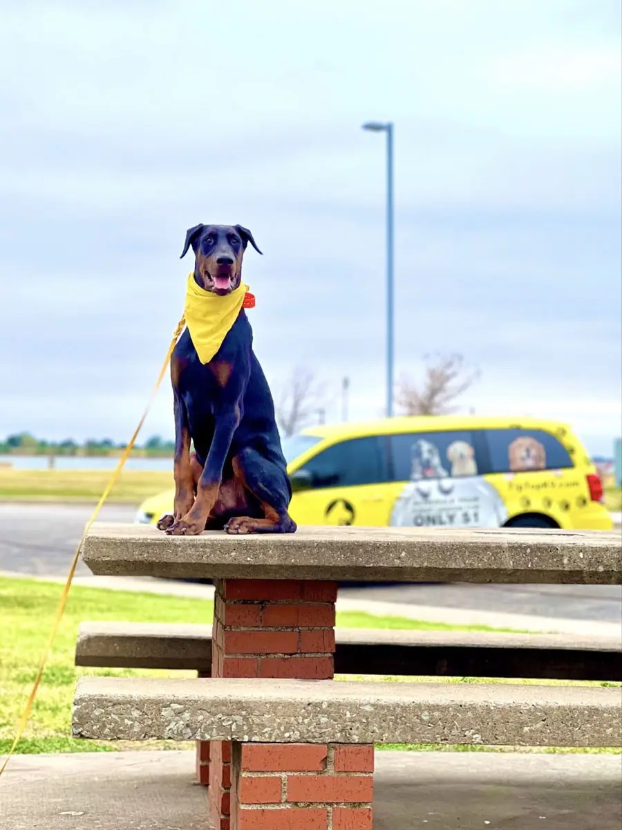 Doberman holding a calm sit on a picnic table in front of a Tip Top K9 training van