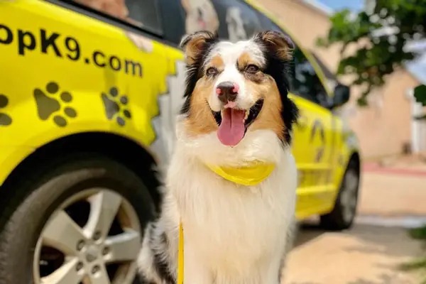Australian Shepherd smiling in front of a yellow Tip Top K9 van after a Bella Vista training session