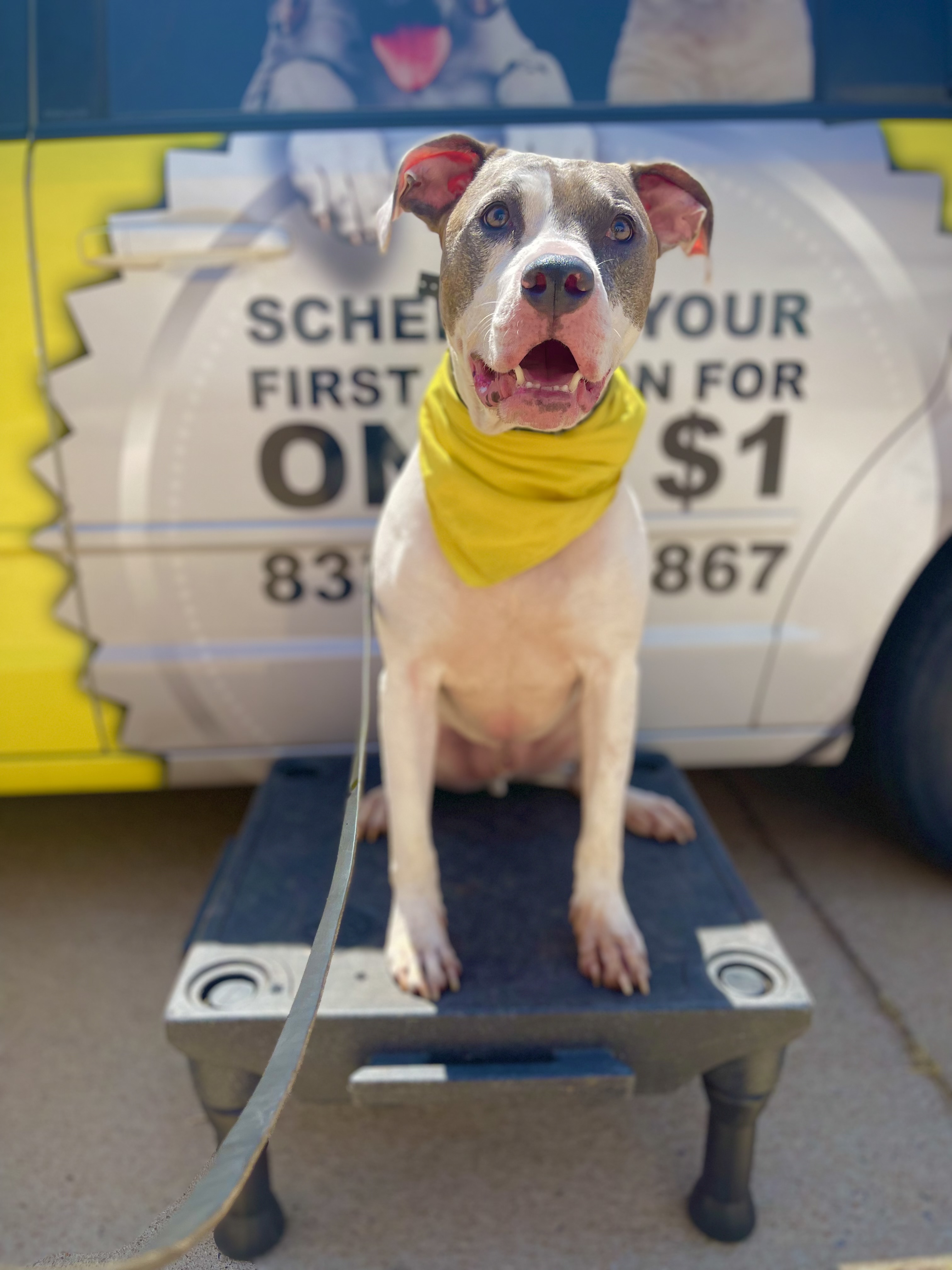 Blue Nose Pit Bull on a training platform beside a yellow Tip Top K9 van in Centerton