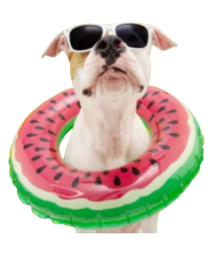 Dog wearing sunglasses relaxing in a watermelon pool float
